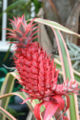 Colourful bracts of Ananas bracteatus.