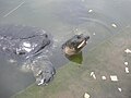 Bostami Turtle, Shrine of Bayazid Bostami, Chittagong