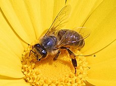 Bitė (Apis mellifera)