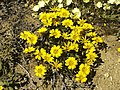 Gazania lichtensteinii am Naturstandort (Goegap N.R., северната част на Южна Африка).