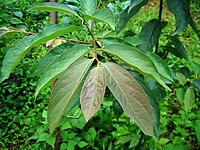 Leaves