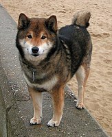 Seekor shiba inu bijan