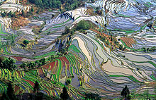 Terrazze di riso nella contea di Yuanyang, Yunnan, Cina.