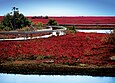 La plaine de Miscou, à l'automne