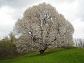 Ciliegio secolare in fiore.