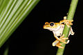 Image 24Gladiator treefrog (Hypsiboas rosenbergi), Osa Peninsula, Costa Rica (from Tree frog)