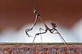 Empusa fasciata es una especie de mántide que habita en regiones abiertas de arbustos y matorrales en el mediterráneo oriental. Se encuentra en la península balcánica desde Dalmacia hasta Grecia, Creta, Rodas y otras islas del Egeo, en Asia Menor y el Levante; tiene su límite occidental en el norte de Italia. Se ha especializado en la caza de insectos de vuelo rápido, como moscas y abejas. Las presas pueden ser capturadas al aterrizar, o incluso durante el vuelo, debido al rápido ataque de E. fasciata y su capacidad para rotar lateralmente su cabeza y las dos poderosas patas delanteras más de 90°, sin mover el resto de su cuerpo. Por Redpit7.