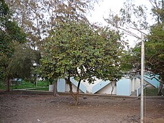 Neocarya macrophylla.