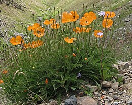 Papaver lateritium