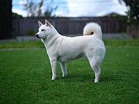 Seekor shiba inu "putih" (juga dipanggil "krim")