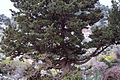 Subgenus Cupressus: Mittelmeer-Zypresse (Cupressus sempervirens) auf der Omalos-Hochebene in Kreta