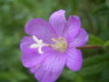 loba stigno de Epilobium hirsutum