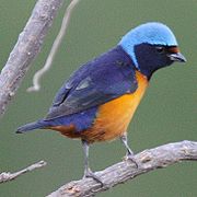 Euphonia elegante (Euphonia elegantissima)