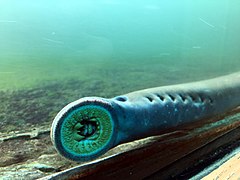 Pacific lamprey