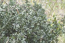 Ruscus aculeatus