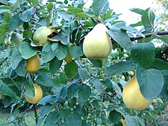 Foliage and ripening fruit