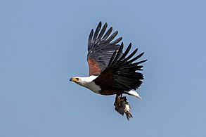 African fish eagle with tilapia Lake Naivasha