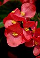 Begonia semperflorens