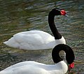 A pair of black-necked swans in the park