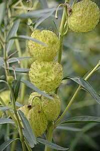 Balloon plant detail