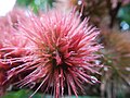 Seed pod closeup