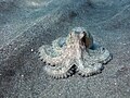 Octopus vulgaris, specie tipo dell'intero ordine Octopoda.