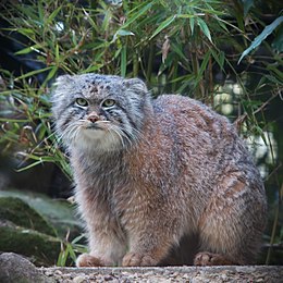 Manulas (Otocolobus manul)