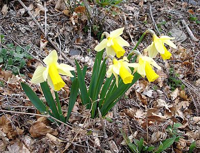 Narcissus pseudonarcissus.