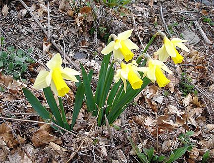 Narcissus pseudonarcissus