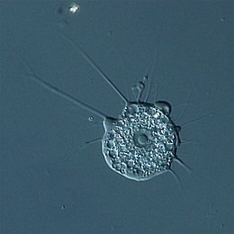 Nuclearia thermophila