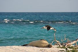 Hawaiʻi-Mönchsrobbe und Laysanalbatros auf Tern Island