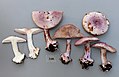 !Cortinarius sodagnitus!