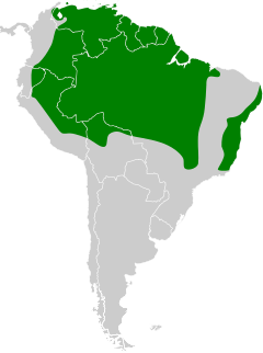 Distribuição do urubuzinho na América do Sul