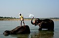 Two elephants have been taken to a river to drink and take a bath.