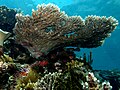 Acropora latistella (Acroporidae)