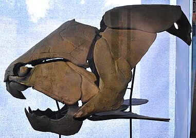 Dunkleosteus skull (c. 370 Mya), about 1 metre (3+1⁄2 feet) across