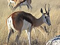 Springboks en Namibie.