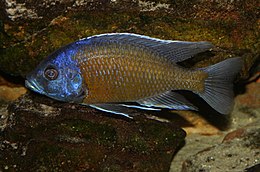 Copadichromis borleyi