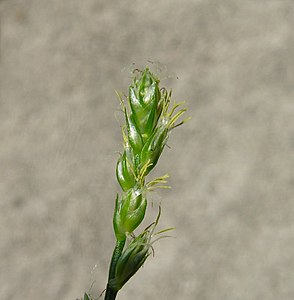 Mannelijke en vrouwelijke bloemen