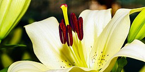 Close up of sexual organs of a lily