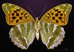 Female underside