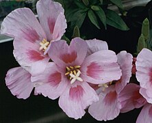 'Grace Lavender with Eye'.