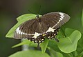 Papilio fuscus