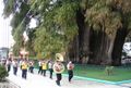 Mexikanische Sumpfzypresse (Taxodium mucronatum): Dieses Exemplar, der „Baum von Tule“, steht in Santa María del Tule im Bundesstaat Oaxaca, Mexiko und ist nach dem Stammdurchmesser der „dickste Baum der Welt“.