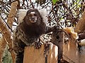 Sagui-de-tufo-branco em residência em Paulista, Pernambuco