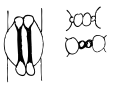 disegno di uno stoma con cellule di guardia a manubrio (tipo Graminee)