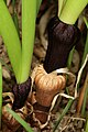 Lower portion of plants, showing two bicoloured, inflated, collar-like basal sheaths