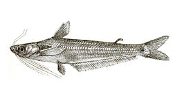 Neotropius atherinoides