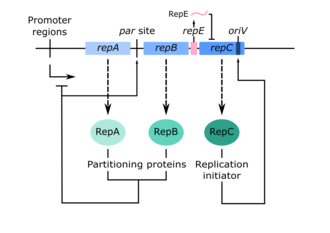 A schematic of the repABC gene cassette, along with the activity of their gene products