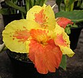 Canna 'Italia', Sprenger 1893